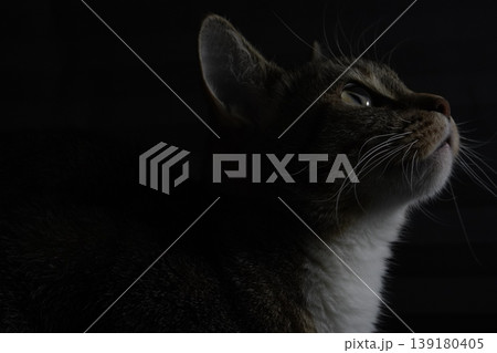 Low-Light Profile of a Cat Looking Up Low-Light Profile of a Cat Looking Up 139180405