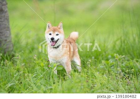 野原で遊ぶ柴犬 可愛い柴犬 柴犬茜 シニアモデル犬 野原で遊ぶ柴犬 可愛い柴犬 柴犬茜 シニアモデル犬 139180482