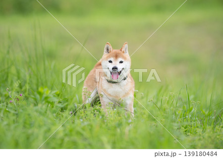 野原で遊ぶ柴犬 可愛い柴犬 柴犬茜 シニアモデル犬 野原で遊ぶ柴犬 可愛い柴犬 柴犬茜 シニアモデル犬 139180484