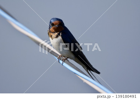 ツバメ swallow / Japan ツバメ swallow / Japan 139180491