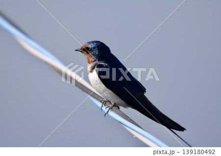 ツバメ swallow / Japan 139180492