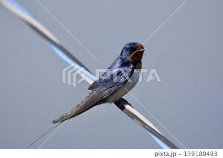 ツバメ swallow / Japan ツバメ swallow / Japan 139180493