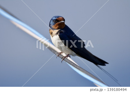 ツバメ swallow / Japan ツバメ swallow / Japan 139180494