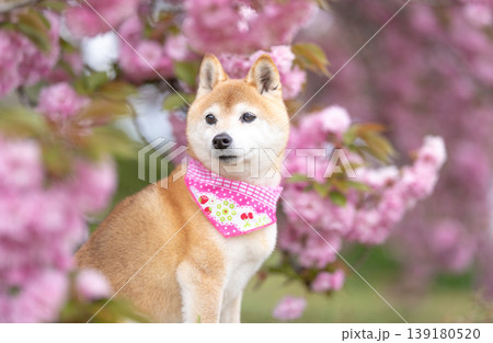 振り向く柴犬 八重桜と柴犬 可愛い柴犬 柴犬茜 振り向く柴犬 八重桜と柴犬 可愛い柴犬 柴犬茜 139180520