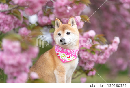 振り向く柴犬 八重桜と柴犬 可愛い柴犬 柴犬茜 振り向く柴犬 八重桜と柴犬 可愛い柴犬 柴犬茜 139180521