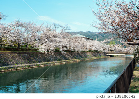 桜が満開の岡崎疏水の上に広がる景色 139180542