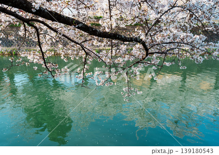 桜が満開の岡崎疏水の上に広がる景色 桜が満開の岡崎疏水の上に広がる景色 139180543
