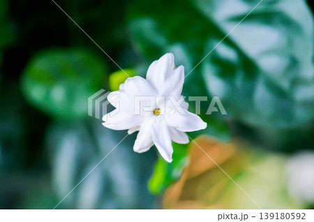 Arabian Jasmine or jasmine, Jasminum Sambac Arabian jasmine or Jasminum sambac L Aiton or Jusmine or Kampopot or OLEACEAE or white flower Arabian Jasmine or jasmine, Jasminum Sambac Arabian jasmine or Jasminum sambac L Aiton or Jusmine or Kampopot or OLEACEAE or white flower 139180592