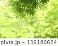 名古屋市「白鳥庭園」木曽橋付近の青モミジ 139180624