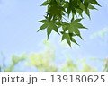 名古屋市「白鳥庭園」木曽橋付近の青モミジ 139180625
