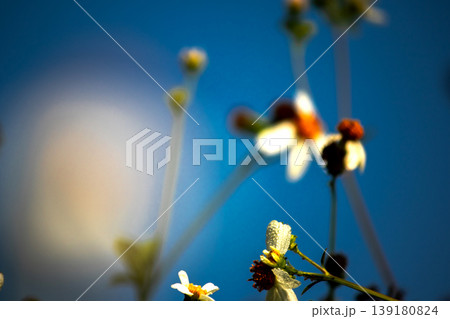Spanish Needle: White flowers with yellow stamens. Spanish Needle: White flowers with yellow stamens. 139180824