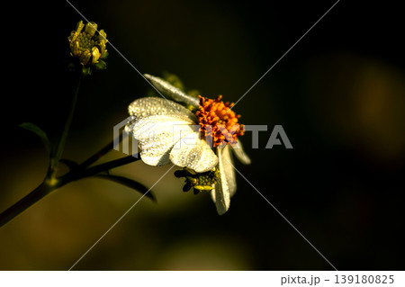 Spanish Needle: White flowers with yellow stamens. 139180825