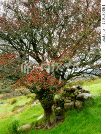 Berry filled tree branches stand beside a weathered stone wall on a lush green hillside. The scene captures an autumn day in a natural, rural landscape, showing the tree's abundant red fruits. 139180861