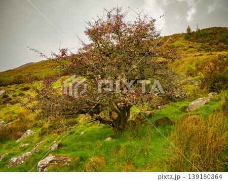 Moss-covered rocks and rich green grass surround a weathered tree showcasing its autumn bounty of red berries. 139180864