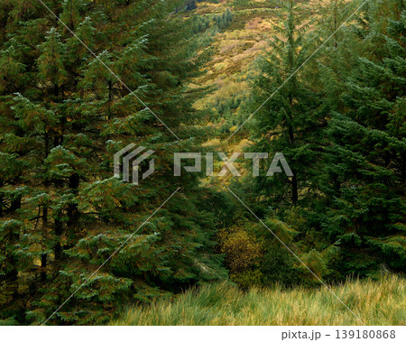 Tall green evergreen trees stand in the foreground, forming a natural frame. Tall green evergreen trees stand in the foreground, forming a natural frame. 139180868