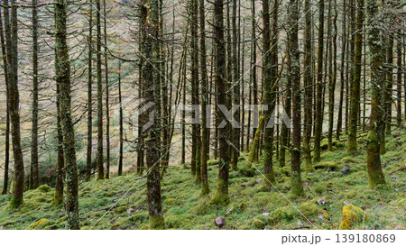 Sunlight filters through the tall, slender trees creating a moody atmosphere. 139180869