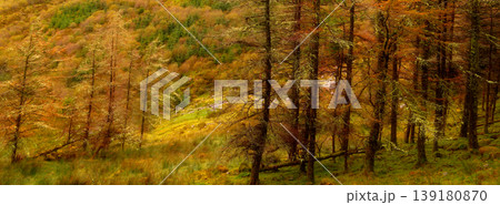 Atmospheric woodland vista featuring intricate tree branches adorned with lichen, set against a colorful autumnal hillside. Atmospheric woodland vista featuring intricate tree branches adorned with lichen, set against a colorful autumnal hillside. 139180870
