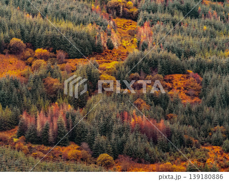 A vast forest on a hillside showcases a blend of deep green evergreens and vibrant autumn leaves. 139180886