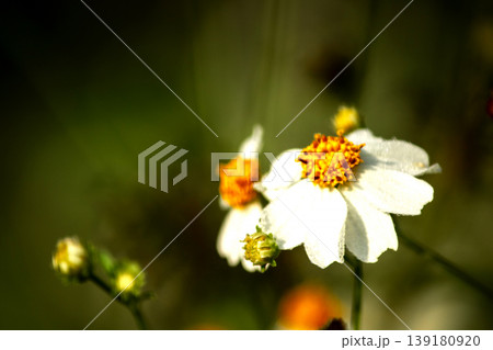 Spanish Needle: White flowers with yellow stamens. Spanish Needle: White flowers with yellow stamens. 139180920