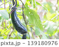 菜園の茄子 139180976