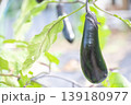 菜園の茄子 139180977