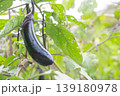 菜園の茄子 139180978