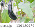 菜園の茄子 139180979