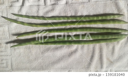 Fresh Green Drumsticks Moringa Oleifera Pods on White Fabric Fresh Green Drumsticks Moringa Oleifera Pods on White Fabric 139181040