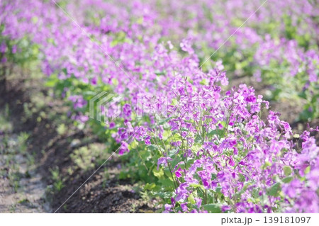 紫の花 紫の花 139181097