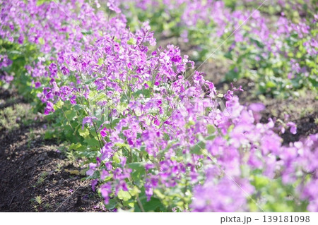 紫の花 紫の花 139181098