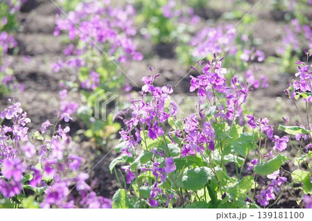 春の花壇に咲く紫色の花 春の花壇に咲く紫色の花 139181100