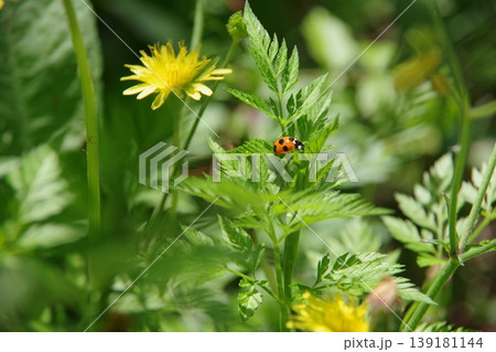 ナナホシテントウと花 ナナホシテントウと花 139181144