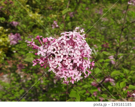 モクセイ科の落葉低木「姫ライラック」の花 モクセイ科の落葉低木「姫ライラック」の花 139181185