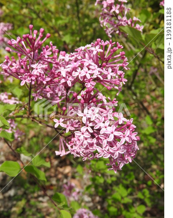 モクセイ科の落葉低木「姫ライラック」の花 139181188