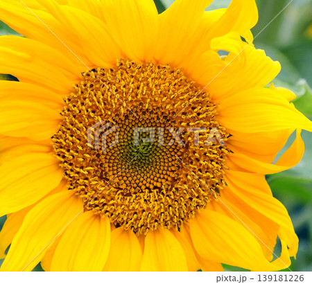 Close up view of the yellow sunflower. Summer background. 139181226