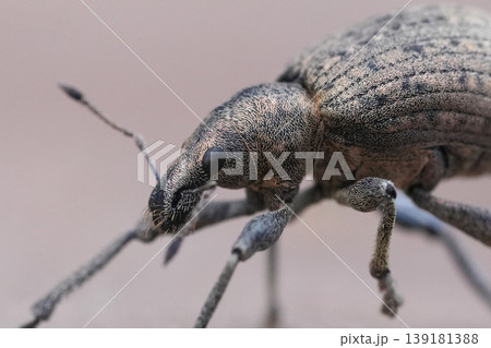 Close-up shot of a plant parasite Checkered beetle weevil, Liophloeus tessulatus on a wooden surface 139181388