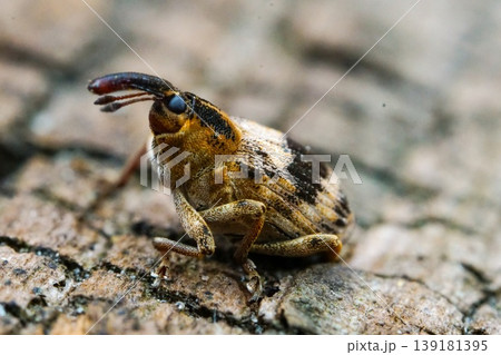 Closeup on an attractive and small weevil species, Tapeinotus sellatus which parasites loosestrife plants Closeup on an attractive and small weevil species, Tapeinotus sellatus which parasites loosestrife plants 139181395