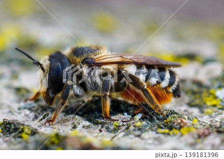 Closeup on a colorful female White-sectionned leafcutter bee, Megachile albisecta on weathered wood Closeup on a colorful female White-sectionned leafcutter bee, Megachile albisecta on weathered wood 139181396
