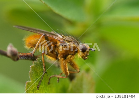 Detailed closeup on a Yellow Dungfly, Scatophaga stercoraria sitting on a green leaf in the garden Detailed closeup on a Yellow Dungfly, Scatophaga stercoraria sitting on a green leaf in the garden 139181404