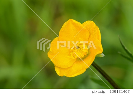 Closeup on a fresh emerged yellow buttercup flower, Ranunculus repens in a meadow 139181407