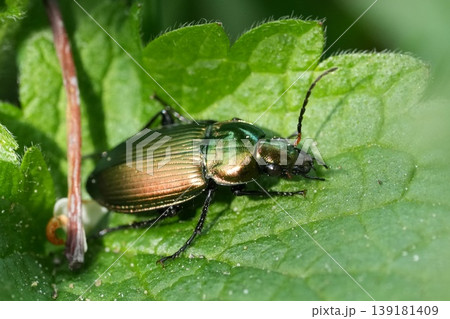Closeup on a European metallic brown shiny ground beetle, Poecilus versicolor warming up in the springtime sun on a green leaf Closeup on a European metallic brown shiny ground beetle, Poecilus versicolor warming up in the springtime sun on a green leaf 139181409