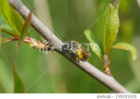 Closeup on a small adult female red-bellied miner mining bee, Andrena ventralis resting on a Willow shrub twig loaded with pollen Closeup on a small adult female red-bellied miner mining bee, Andrena ventralis resting on a Willow shrub twig loaded with pollen 139181410