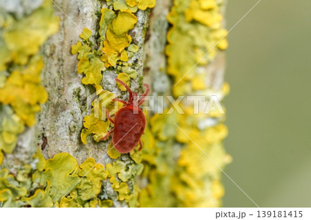Closeup on a vibrant velvet red colored Prostigmatid mite or rain bug arachnid, Trombidiidae on a lichen covered tree trunk 139181415