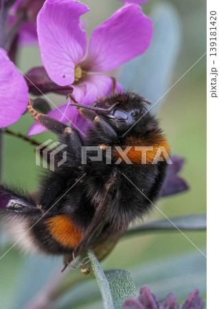 Closeup on a queen large earth bumblebee, Bombus terrestris feeding on a purple Wallflower, Erysimum cheiri in the garden Closeup on a queen large earth bumblebee, Bombus terrestris feeding on a purple Wallflower, Erysimum cheiri in the garden 139181420