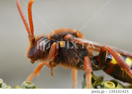 Closeup on a vibrant red female Lathbury nomad bee, Nomada lathburiana Closeup on a vibrant red female Lathbury nomad bee, Nomada lathburiana 139181425