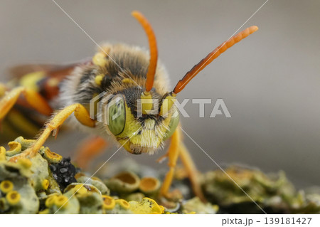 Extreme closeup on a vibrant yellow male Lathbury nomad bee, Nomada lathburiana Extreme closeup on a vibrant yellow male Lathbury nomad bee, Nomada lathburiana 139181427