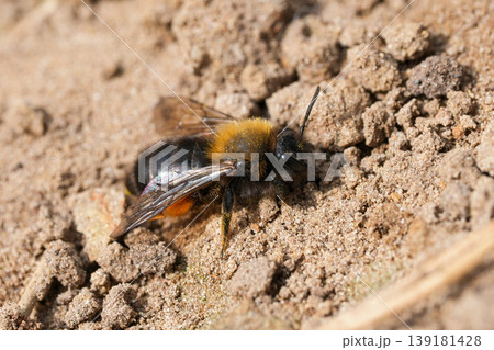 Closeup on an early active European female Clarke mining bee, Andrena clarkella 139181428