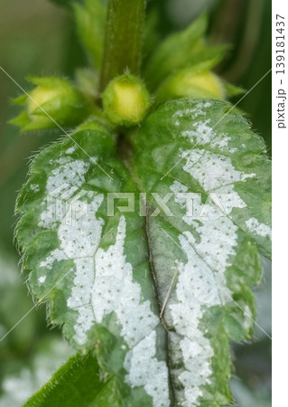 Closeup on a silvery leaf of the yellow weasel-snout or archangel , Lamium galeobdolon in the garden Closeup on a silvery leaf of the yellow weasel-snout or archangel , Lamium galeobdolon in the garden 139181437