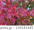 京都　紅葉　禅林寺 (永観堂) 139181445