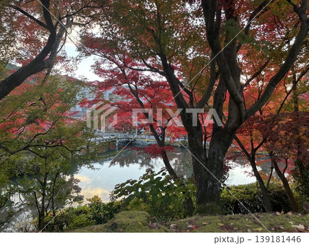 京都 紅葉 禅林寺 (永観堂) 京都 紅葉 禅林寺 (永観堂) 139181446